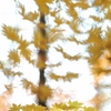 １１月の風