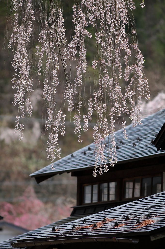 いきなり桜　その２