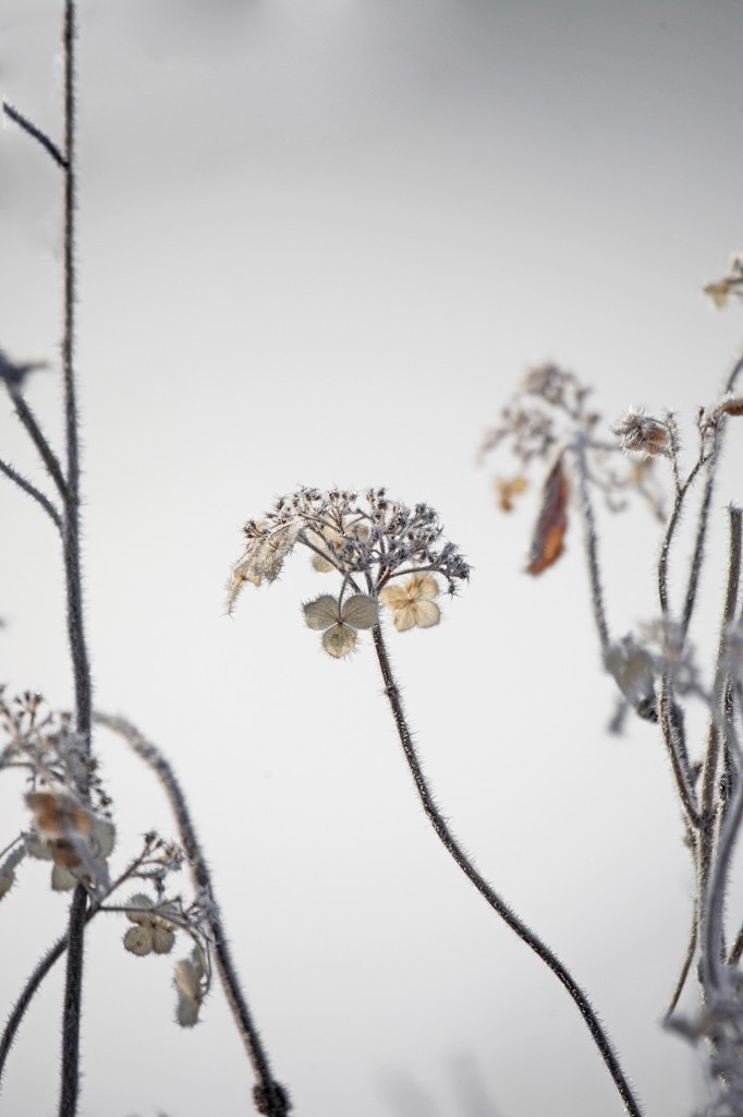 冬の紫陽花