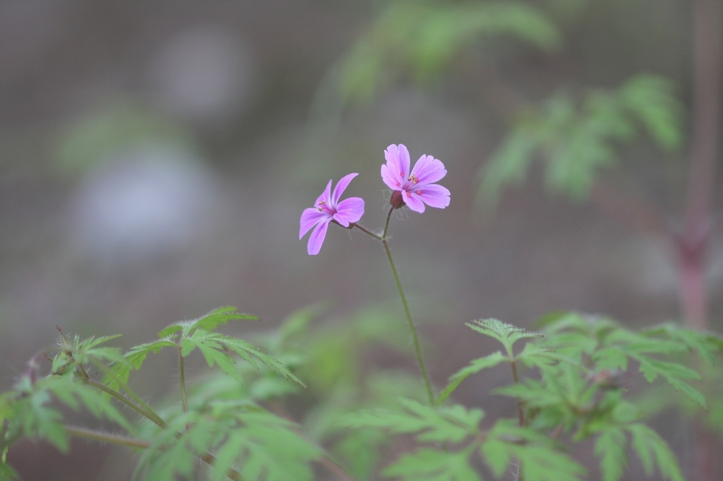 小さい花　　Ⅲ