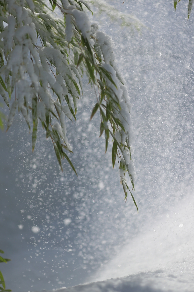 落雪