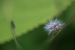 小さい綿毛