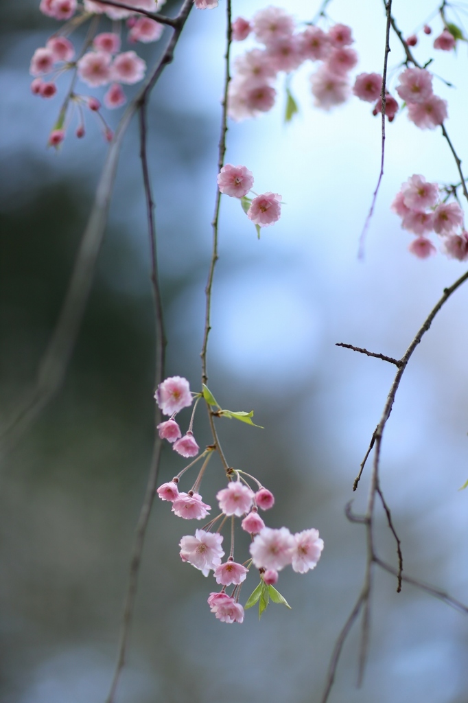 あゝ桜よ　Ⅲ