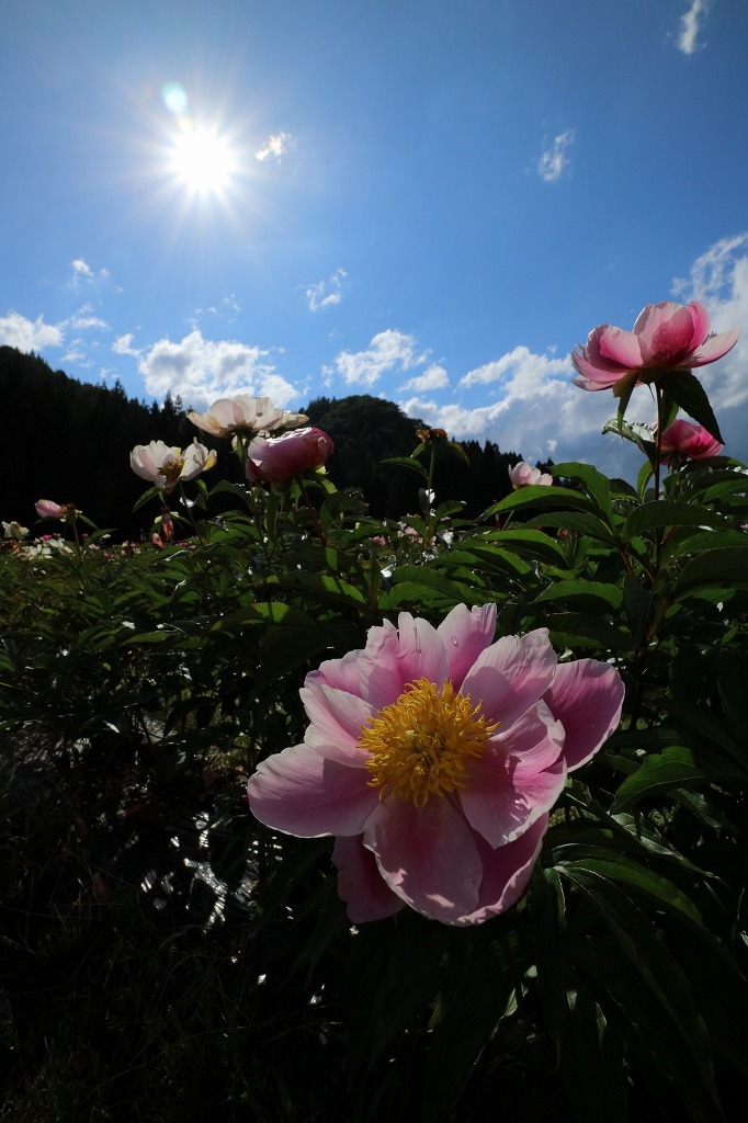 立てば芍薬