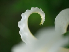 ＳＷＡＮ