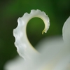 ＳＷＡＮ