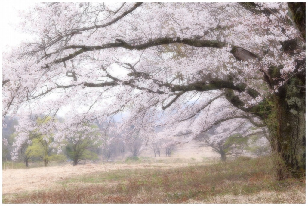 高原の春爛漫