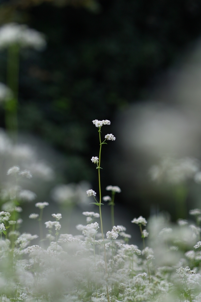 今年の蕎麦の花