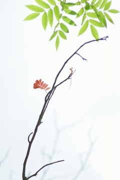 もう紅葉？