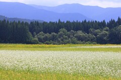 晩夏の花々
