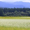 晩夏の花々
