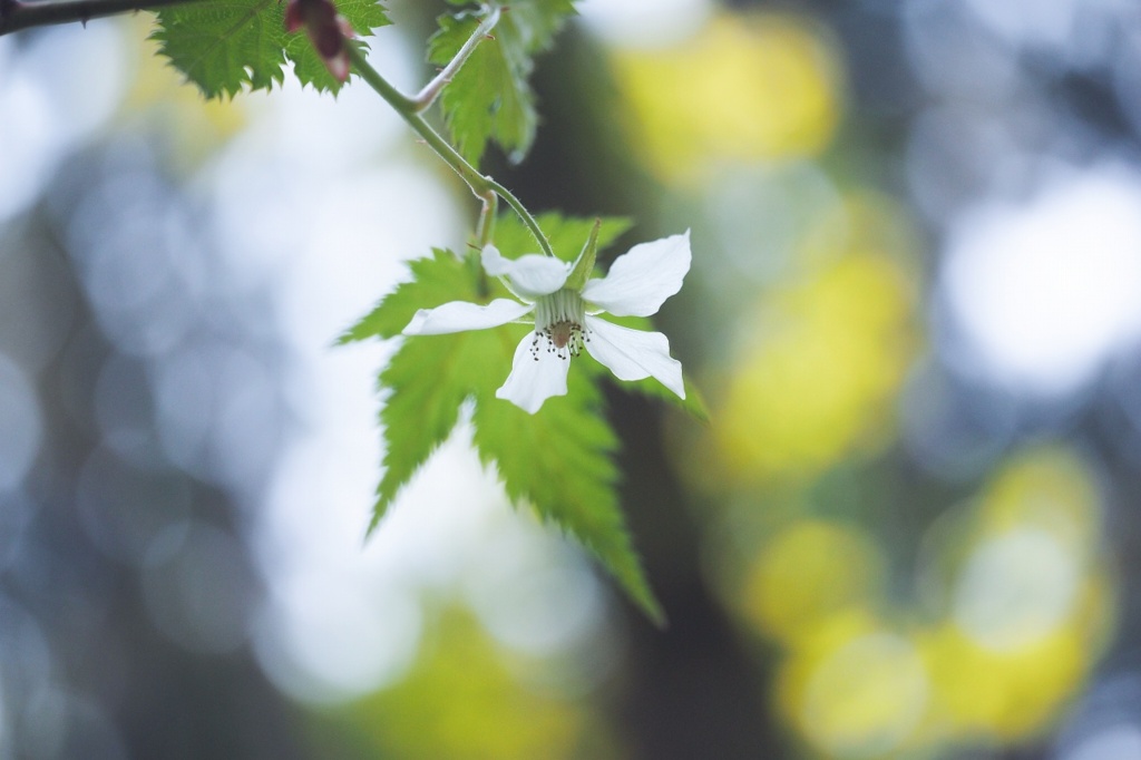 ほら、野イチゴの花が