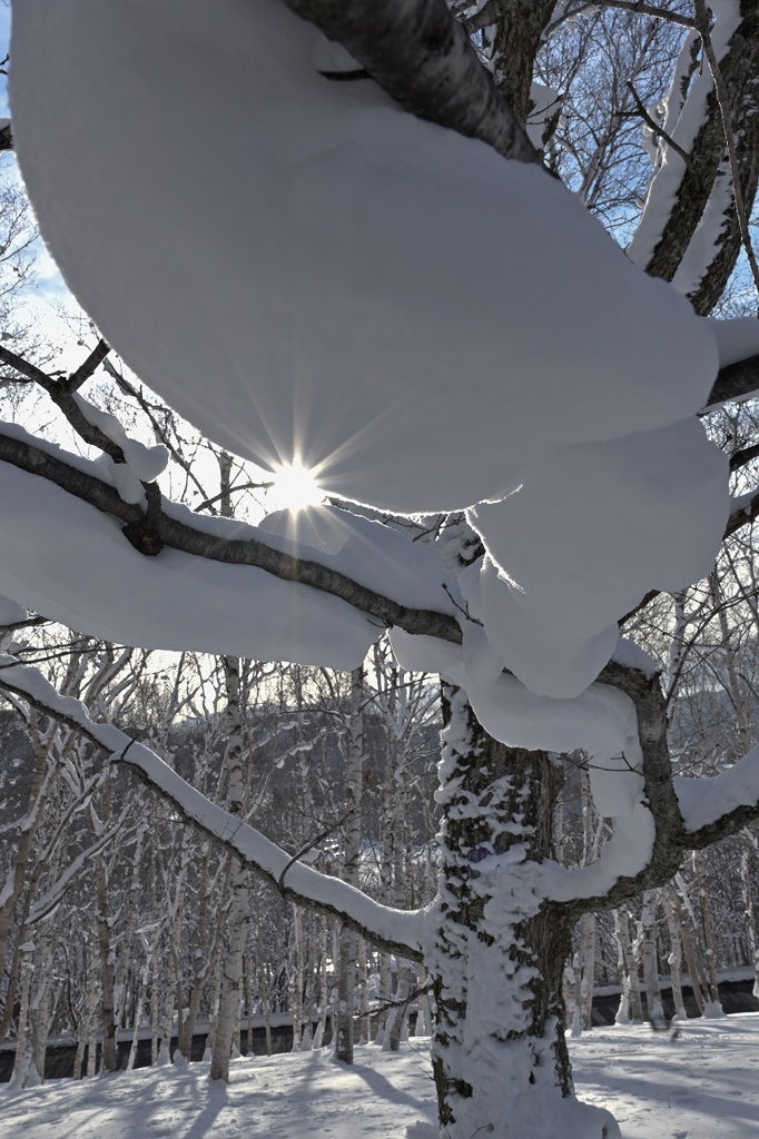 着雪の朝