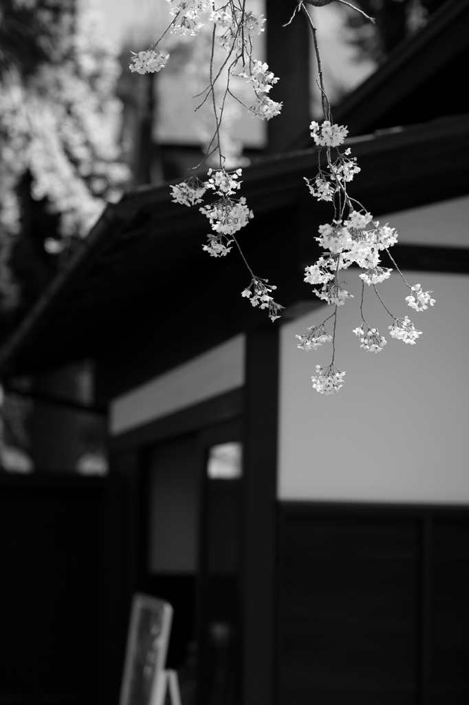 あゝ桜よ