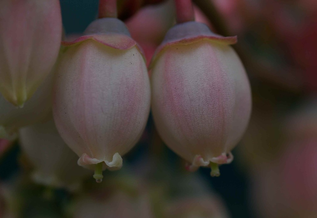 ブルーベリー2012