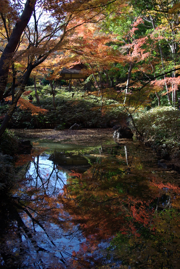 水辺の紅葉