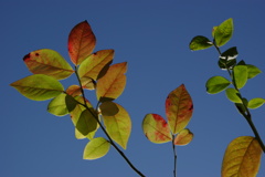 ブルーベリー　紅葉