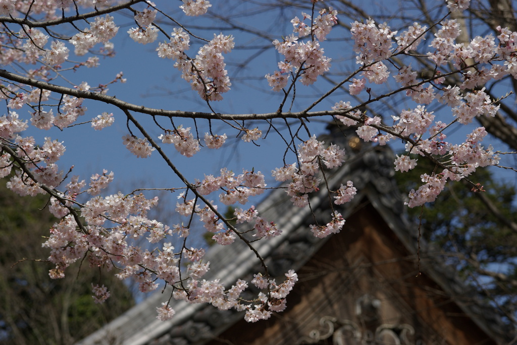 江戸彼岸桜　中院2010