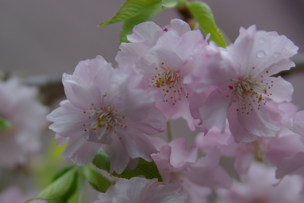 家の枝垂れ八重桜