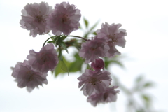 枝垂れ八重桜