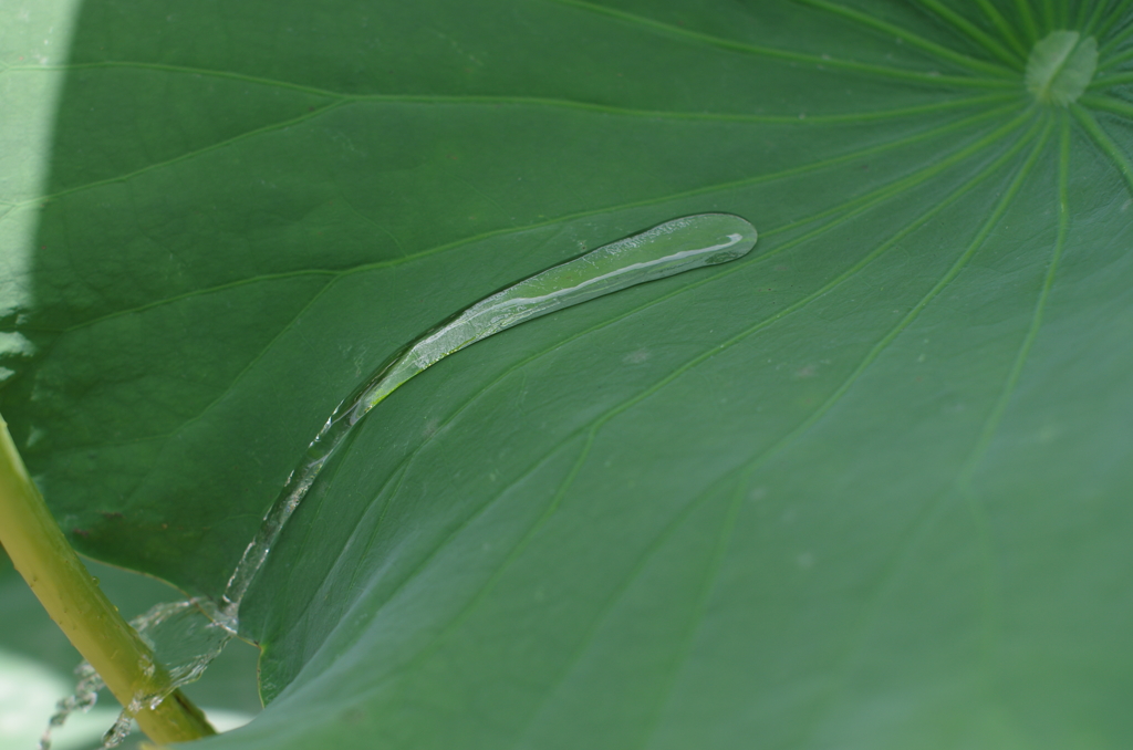 蓮の葉の水