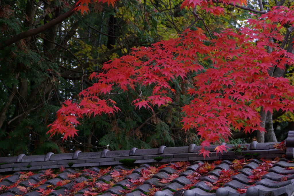 東福寺　かえで
