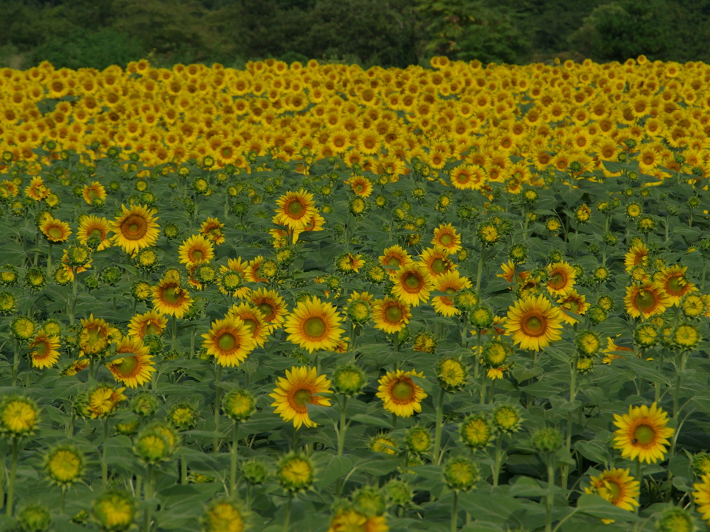 明野　ひまわり畑