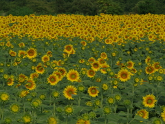 明野　ひまわり畑