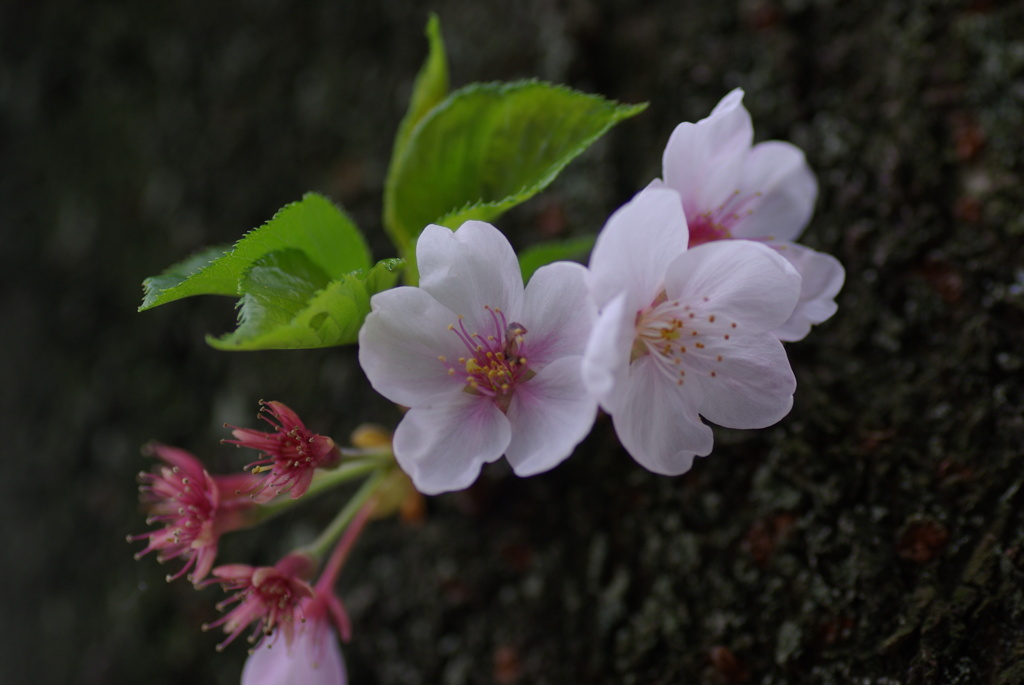 また来年　桜色若葉色