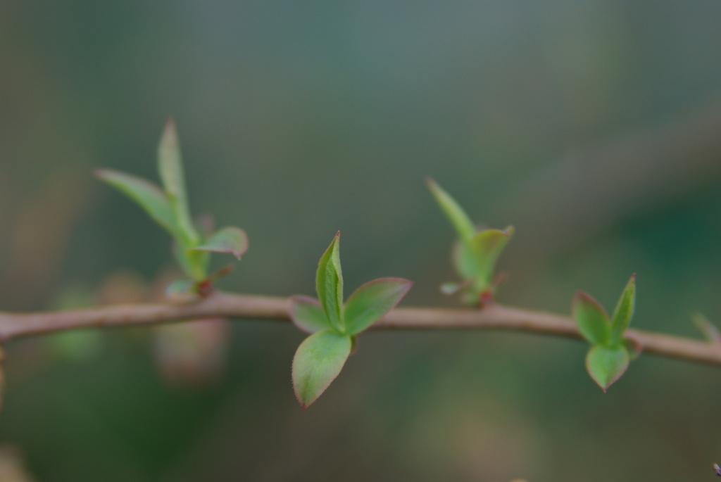 ブルーベリー幼葉　