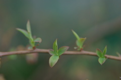 ブルーベリー幼葉　