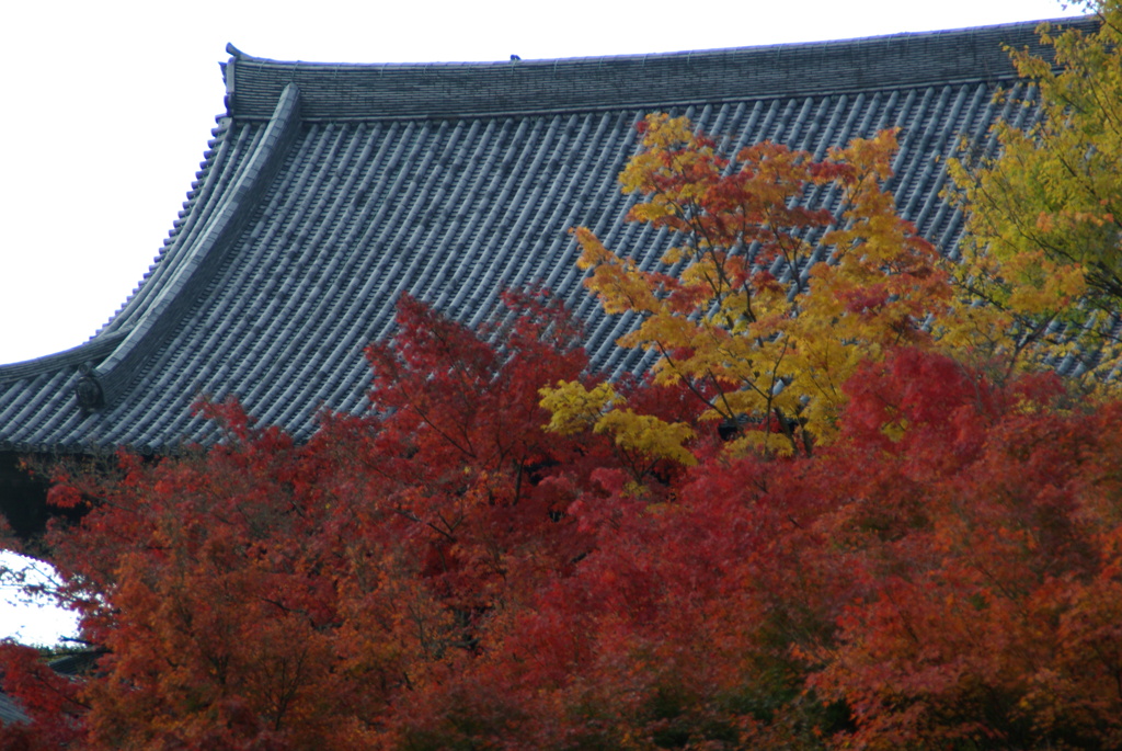 東福寺　紅葉