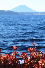 湖边的红花