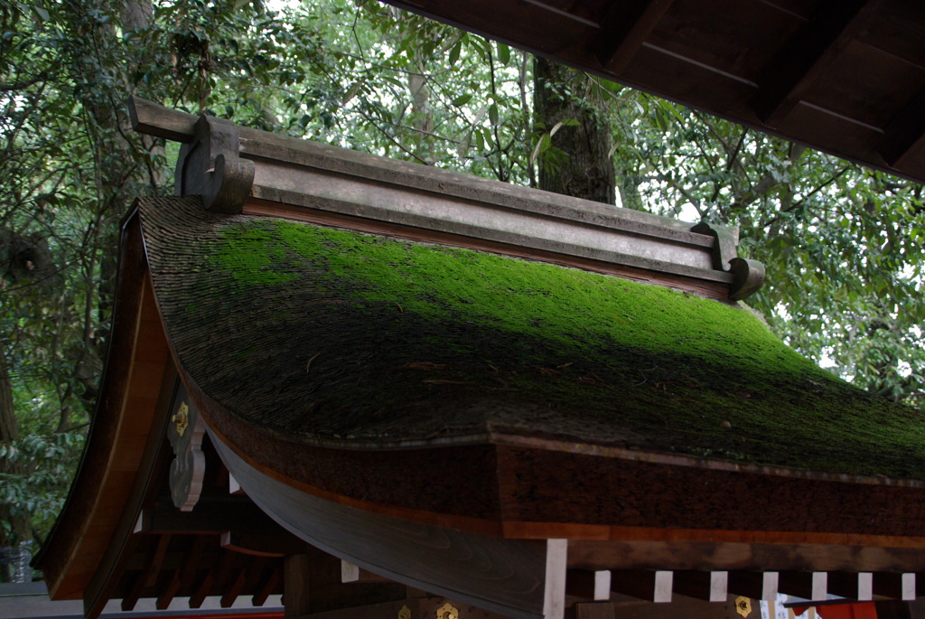 下鴨神社　苔