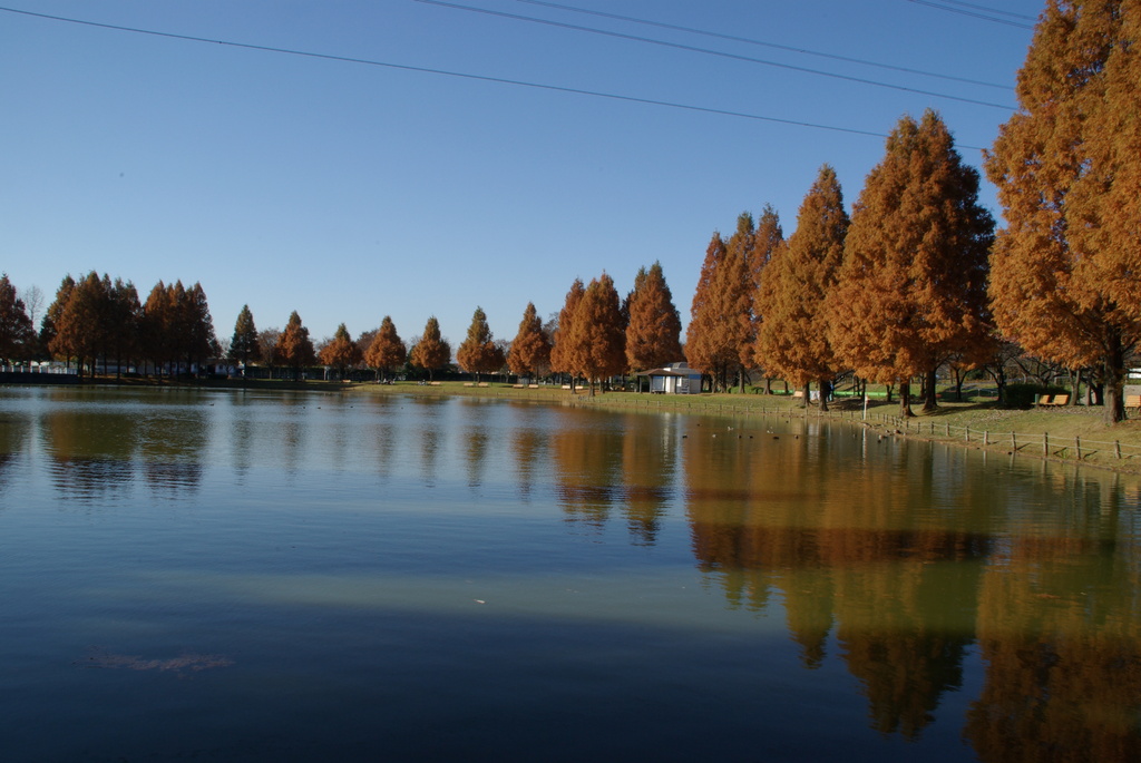 メタセコイアの紅葉