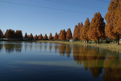 メタセコイアの紅葉