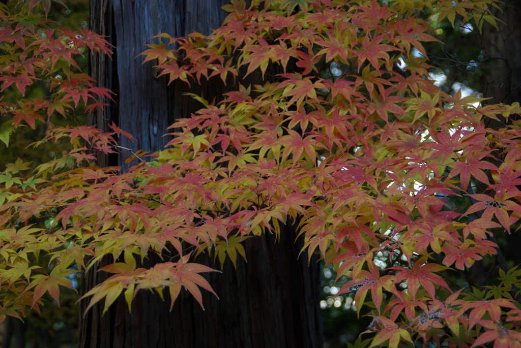 真如堂　紅葉