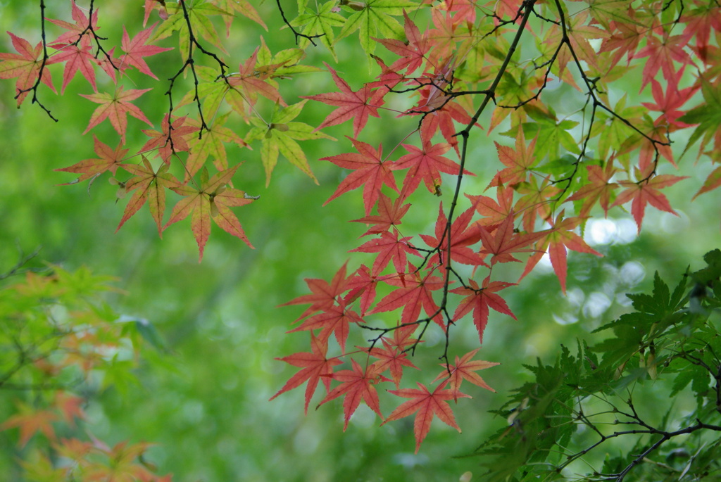 できたての紅葉