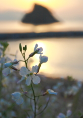 花と花寿波島