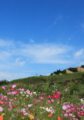 DPP_5