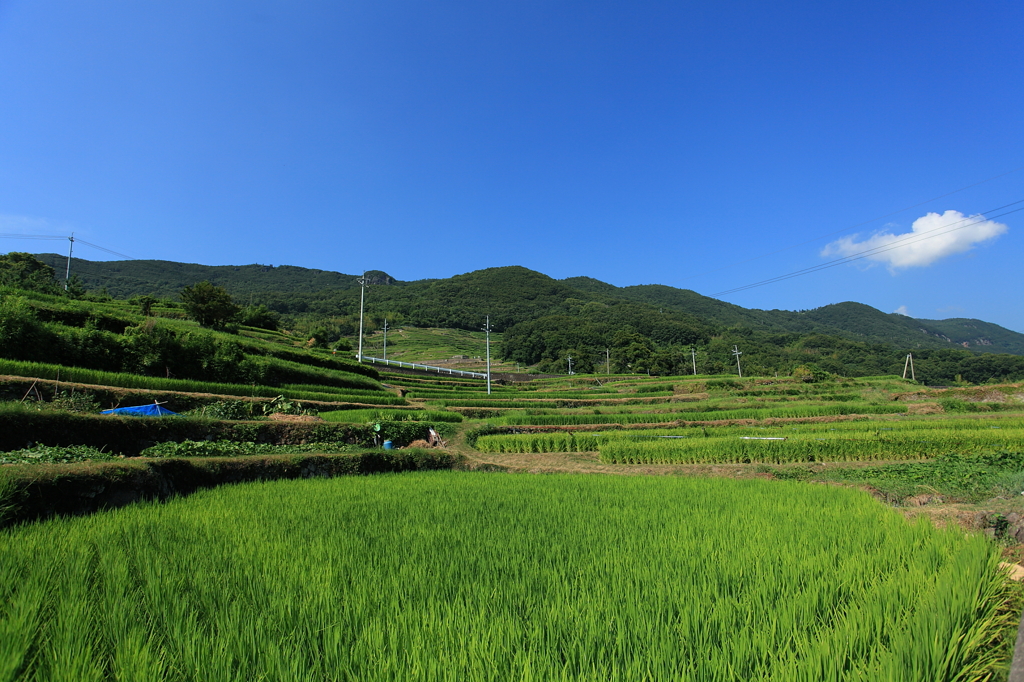中山地区　棚田