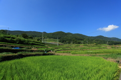 中山地区　棚田