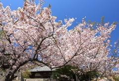 桜庵