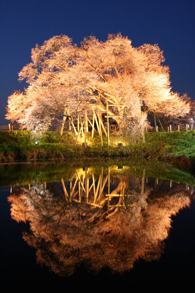 浅井之一本桜