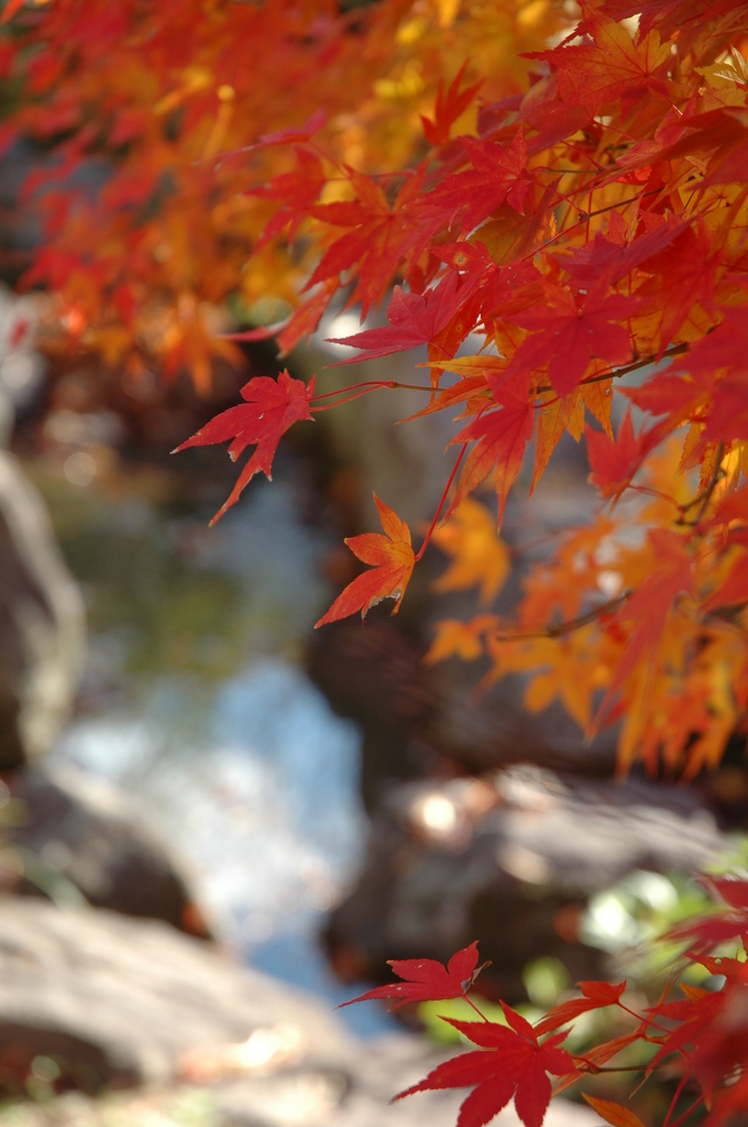 紅葉