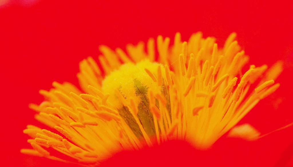 花扇