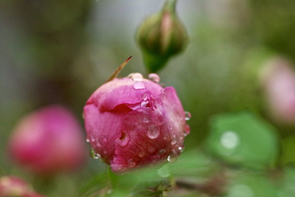 雨に濡れて１