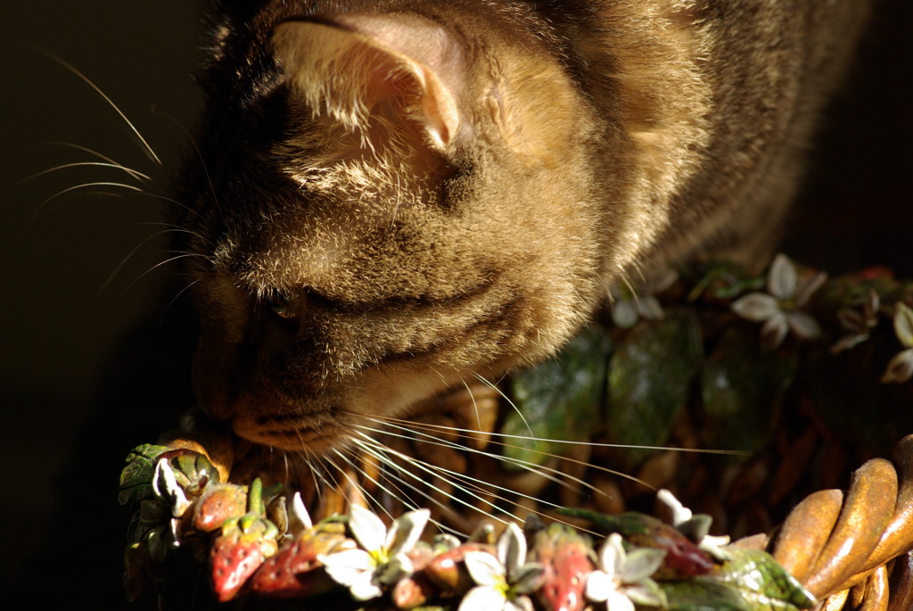 Beloved cat of my home