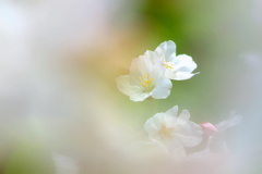 霞む桜花