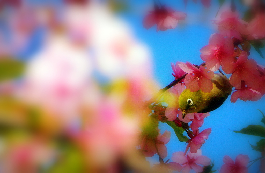 河津桜とメジロ